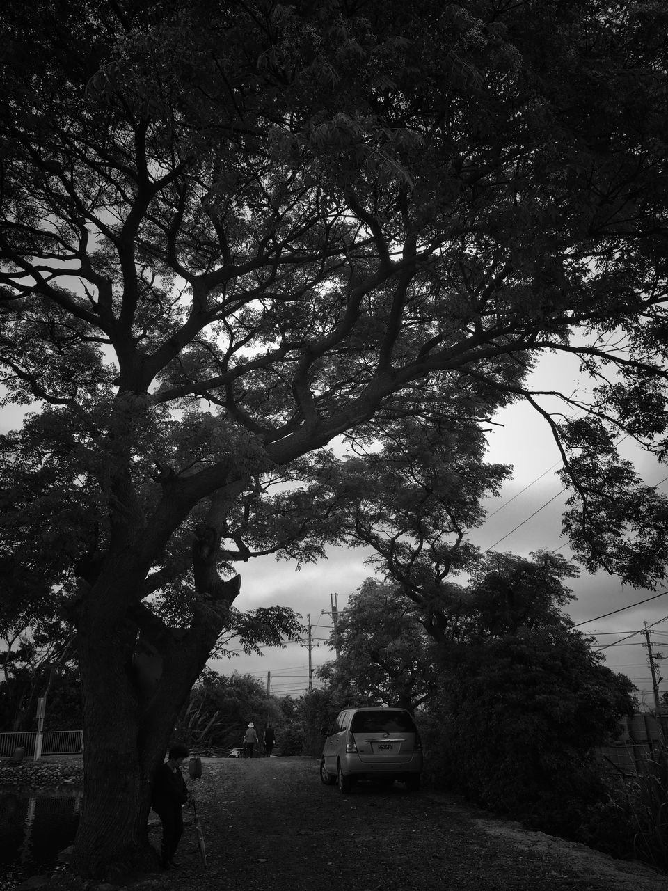 tree, mode of transportation, plant, car, transportation, motor vehicle, land vehicle, nature, road, city, day, sky, growth, no people, street, outdoors, branch, travel, trunk, tree trunk, road trip