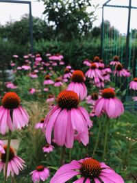 Close-up of purple flowering plants in park