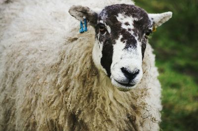 Close-up portrait of sheep