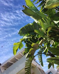 Low angle view of leaves on plant against sky