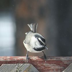 Close-up of bird perching outdoors