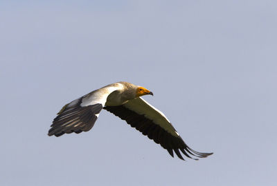 Low angle view of bird flying in sky