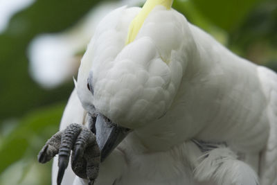 Close-up of parrot perching on branch