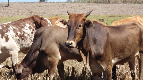 Close-up of cow standing on field