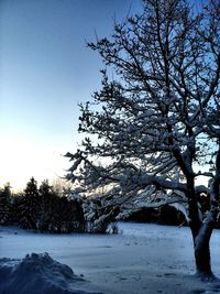 Bare trees against sky