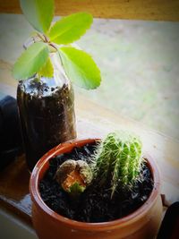 Close-up of potted plant