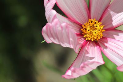 Close-up of pink cosmos flower