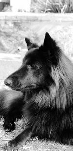 Close-up of a dog looking away