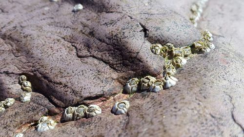 High angle view of crab on beach