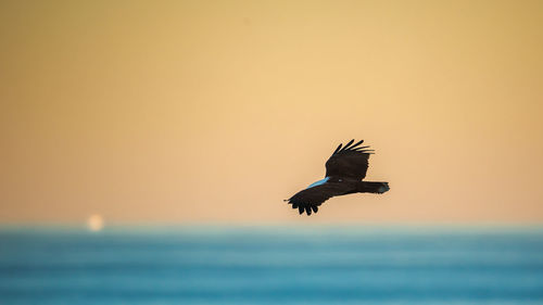 Bird flying over the sea