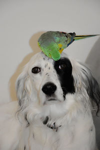 animal themes