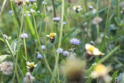 Close-up of purple flowering plants on field