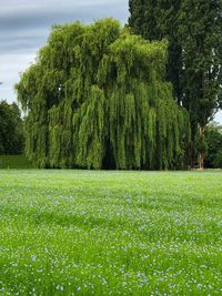 Scenic view of trees growing on field