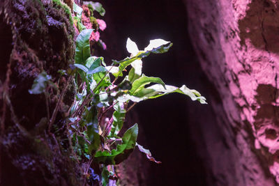Close-up of flowers blooming outdoors
