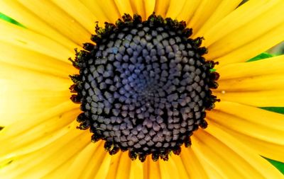 Close-up of sunflower blooming outdoors