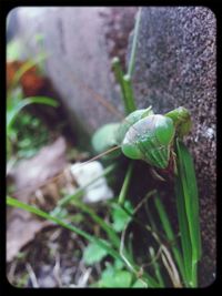 Close-up of plant