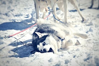 Close-up portrait of a dog lying on snow