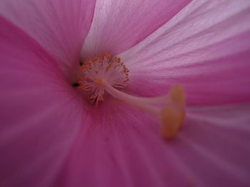 Close-up of pink flower