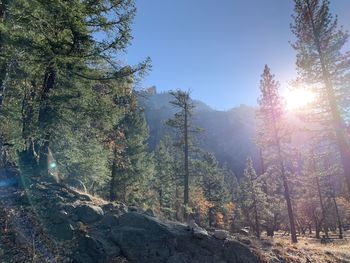 Trees in forest against bright sun