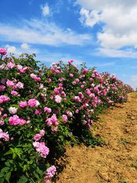 Pink flowering plants on field against sky