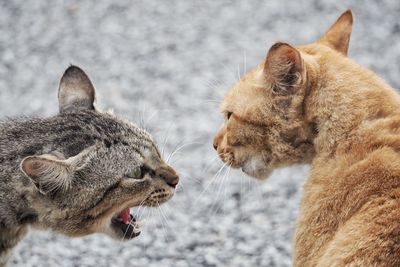 Close-up of cats against the sky