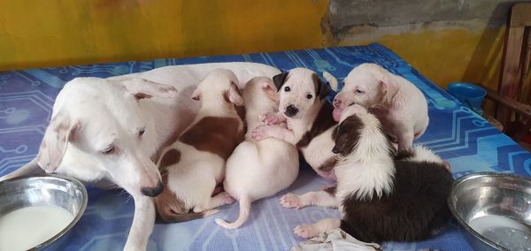 High angle view of a dog resting