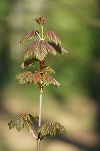 Close-up of flowering plant