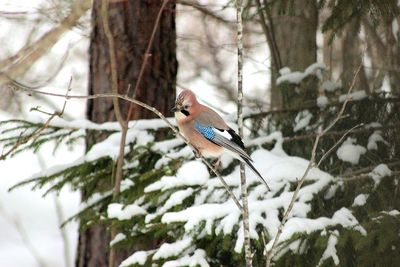 Bird perching on twig during winter