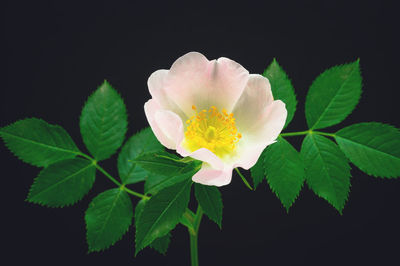 Close-up of yellow flower blooming against black background