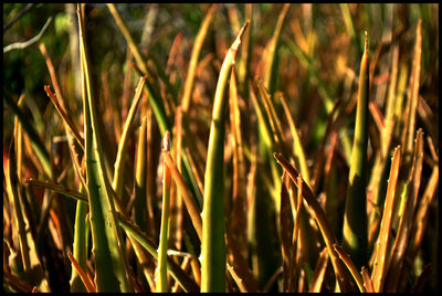 Close-up of grass growing in field