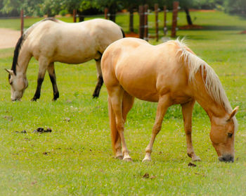 Horses grazing in a field