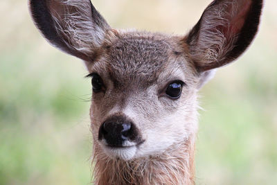 Close-up portrait of deer