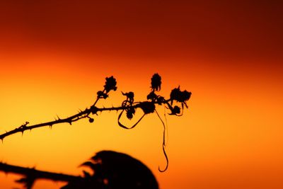 Low angle view of silhouette birds against sky during sunset