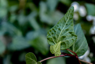 Close-up of fresh green leaves