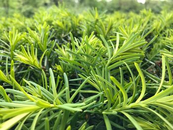 Full frame shot of plants growing on field