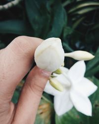 Close-up of hand holding white flower