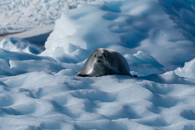 Close-up of seal in snow