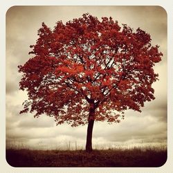 Bare trees on field