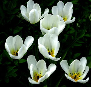 Close-up of white flower