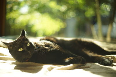 Portrait of black cat in woody room