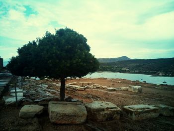 Scenic view of tree against sky