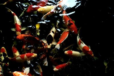 Close-up of koi carps swimming in pond