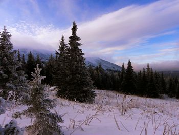 Pine trees on snow covered field against sky