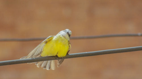 Close-up of parrot perching on metal