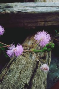 Close-up of dandelion flower on wood