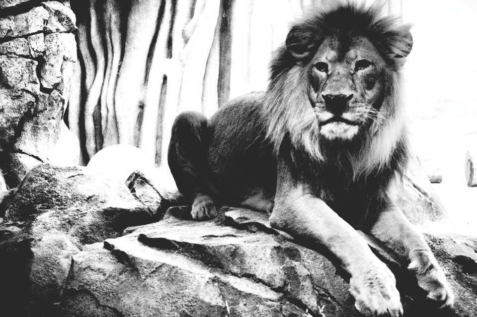 King of the jungle
