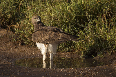 View of bird on field