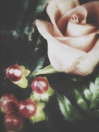 High angle view of roses on plant