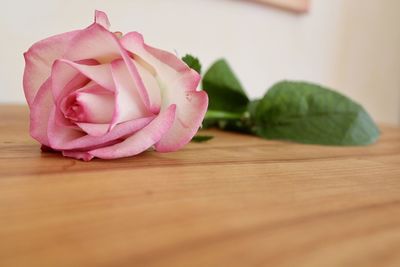 Close-up of pink flower on table