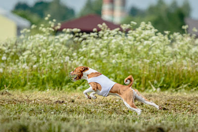 Basenji dog in white shirt running and chasing lure in the field on coursing competition